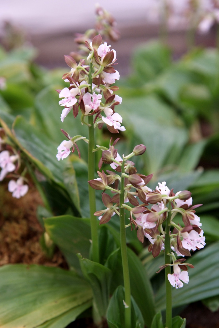 새우난초 - Calanthe discolor Lindl.