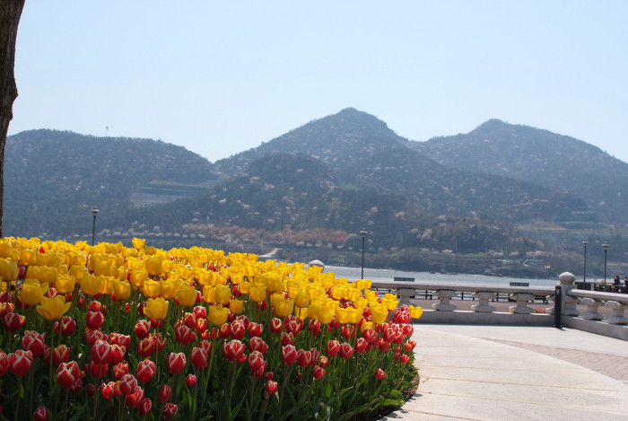 튤립 - Tulip, Tulipa gesneriana