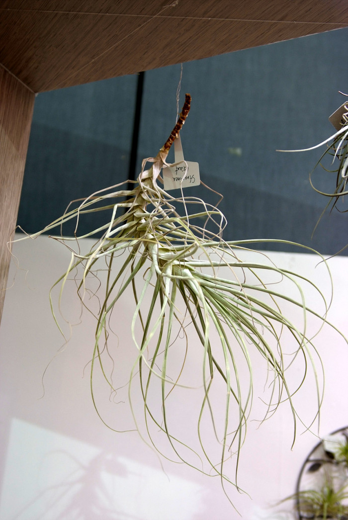 틸란디시아 - Tillandsia bergeri