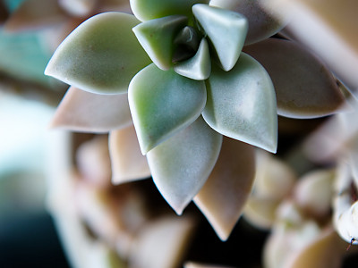 에케베리아프리티 사진 - Echeveria pretty Photos