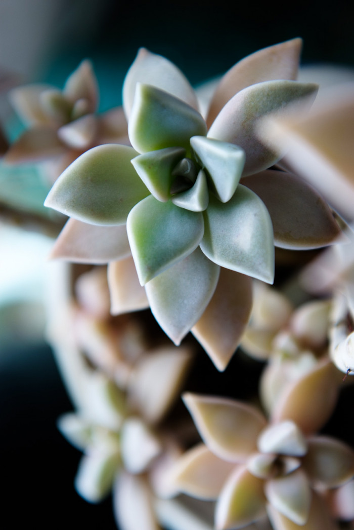 에케베리아프리티 - Echeveria pretty