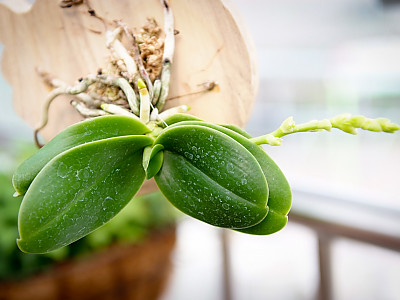 풍란 사진 - Neofinetia falcata (Thunb.) Hu  Photos