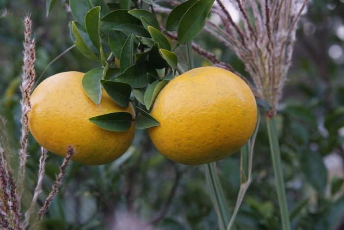 귤나무 -  , Citrus unshiu S.Marcov.