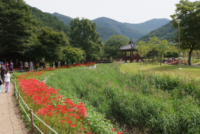 석산 - red spider lily, Lycoris radiata