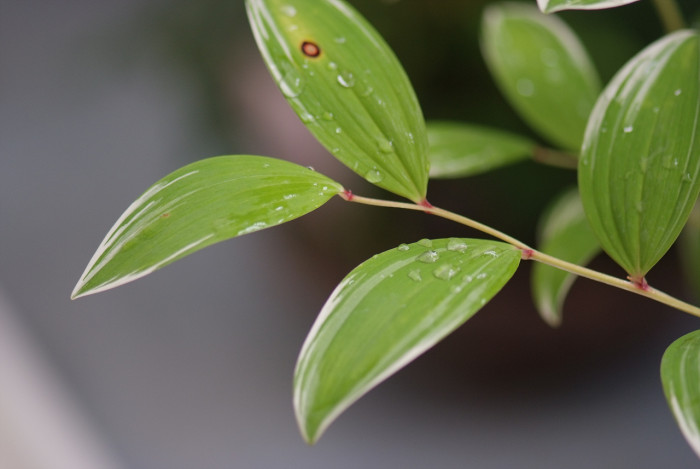 무늬둥글레 - 무늬둥글레, Polygonatum odoratum