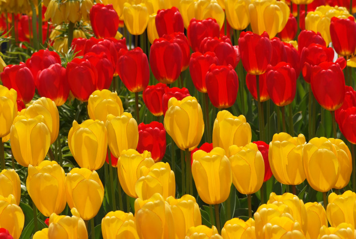 튤립 - Tulip, Tulipa gesneriana