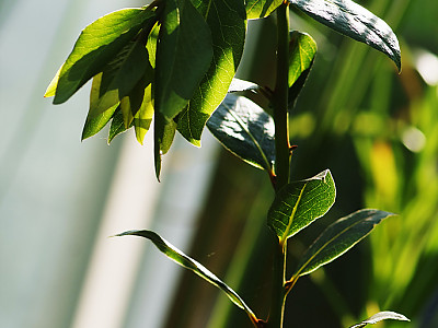 월계수 사진 - Laurus nobilis L. Photos