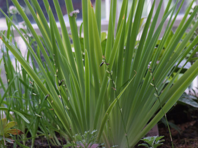 부채붓꽃 사진 - Iris setosa Pall. ex Link Photos
