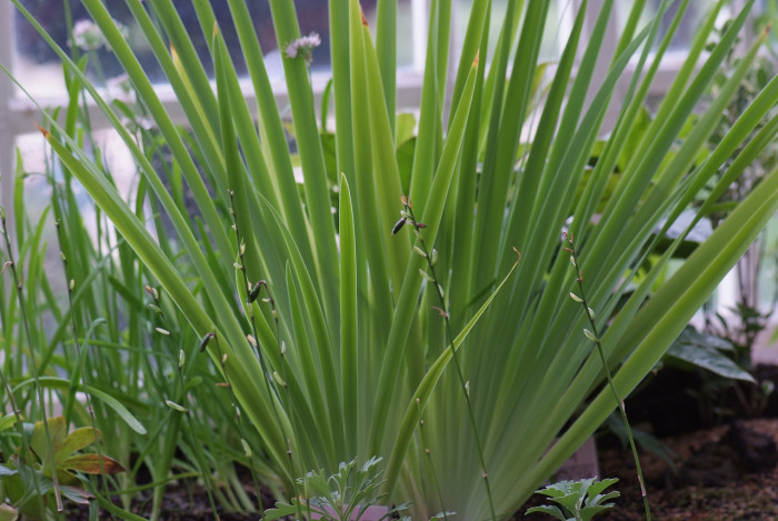 부채붓꽃 - Iris setosa Pall. ex Link