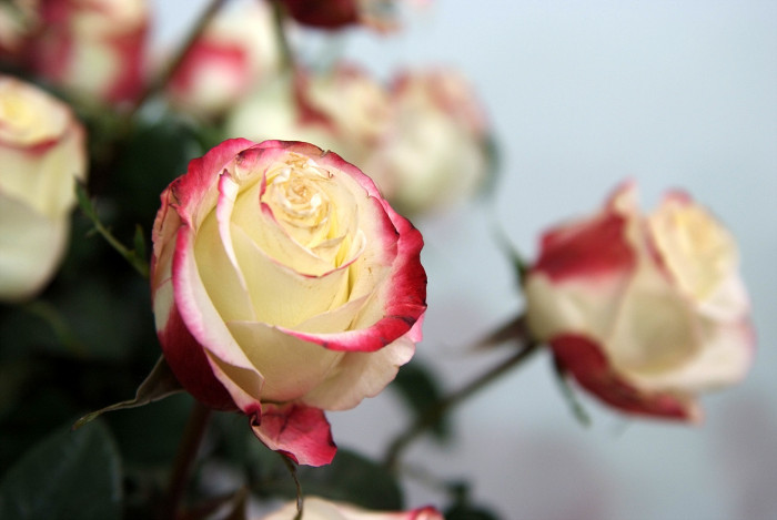 장미 - Rose, Rosa hybrida