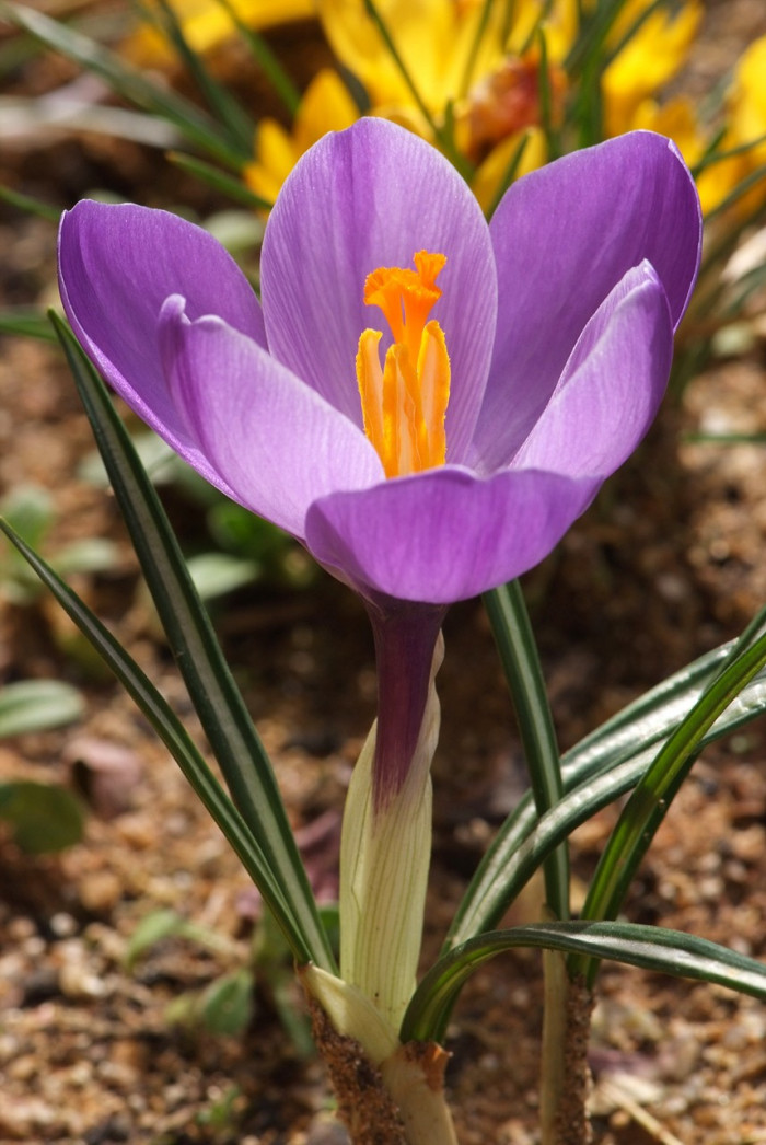 크로커스 - Crocus, Crocus spp.