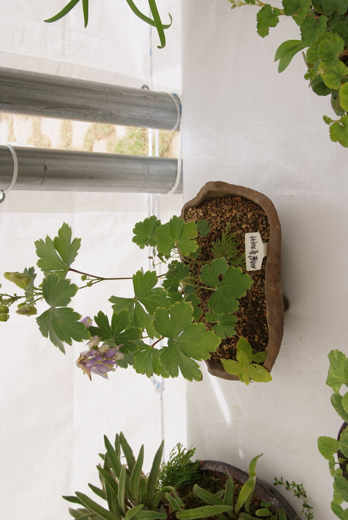 세잎돌쩌귀 - Aconitum triphyllum Nakai