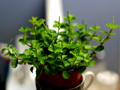 신홀리페페 사진 - Peperomia obtusifolia Photos