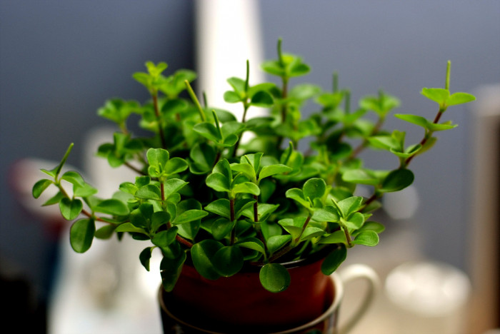 신홀리페페 - Peperomia obtusifolia