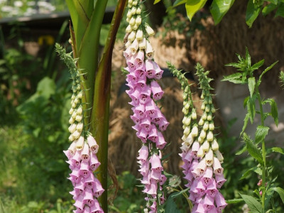 디기탈리스 사진 - Digitalis purpurea L. Photos