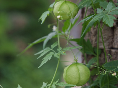 풍선덩굴 사진 - Cardiospermum halicacabum L. Photos