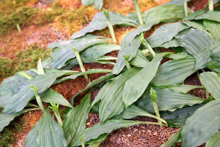 새우난초 - Calanthe discolor Lindl.