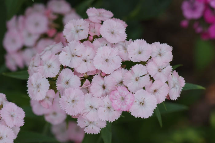 패랭이꽃 - Dianthus chinensis L. var. chinensis, Dianthus chinensis L. var. chinensis