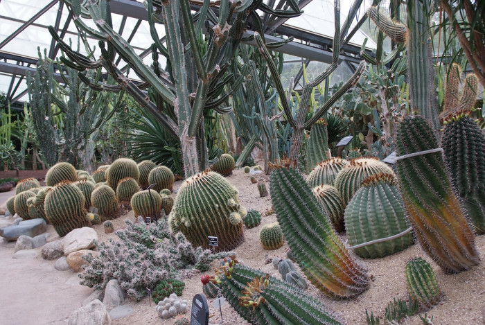 선인장 - Opuntia ficus-indica Mill.