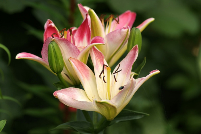 백합 - Lily, Lilium longiflorum Thunb.