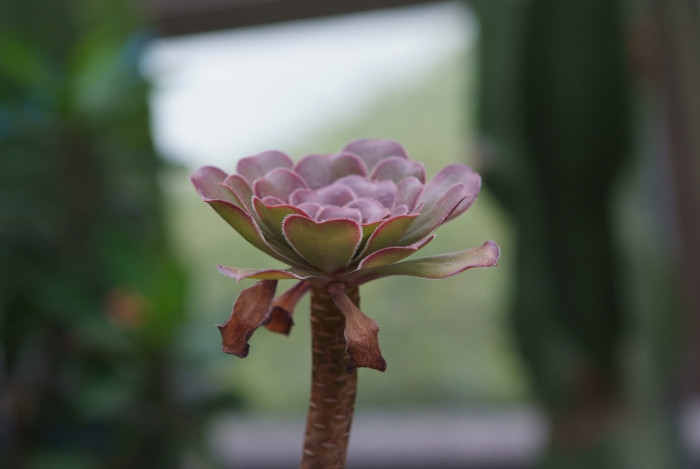 흑법사 - atropurpureum, Aeonium arboreum