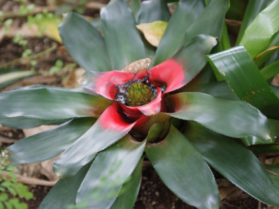 네오레겔리아 메이엔도르피이 사진 - Neoregelia carolinae (Beer)l.b.smith var. Photos