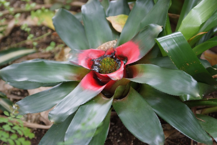 네오레겔리아 메이엔도르피이 - Neoregelia carolinae (Beer)l.b.smith var.