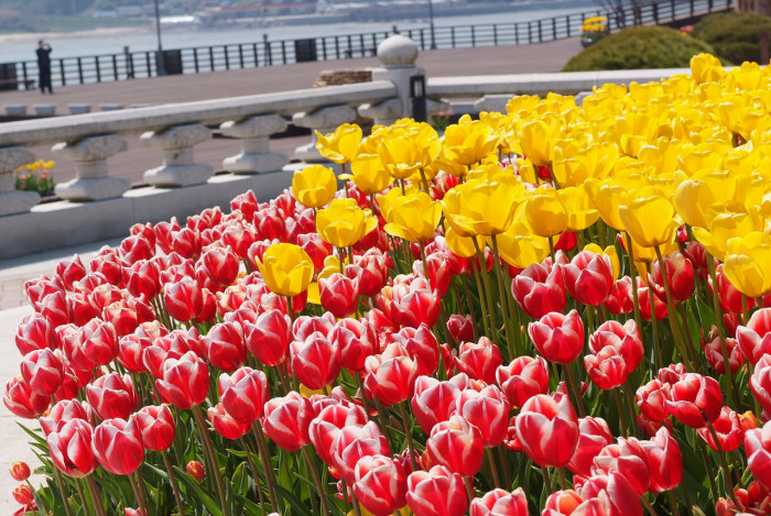 튤립 - Tulip, Tulipa gesneriana