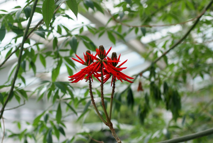 인도산호나무 - Erythrina variegata