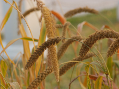 조 사진 - Setaria italica (L.) P.Beauv. Photos