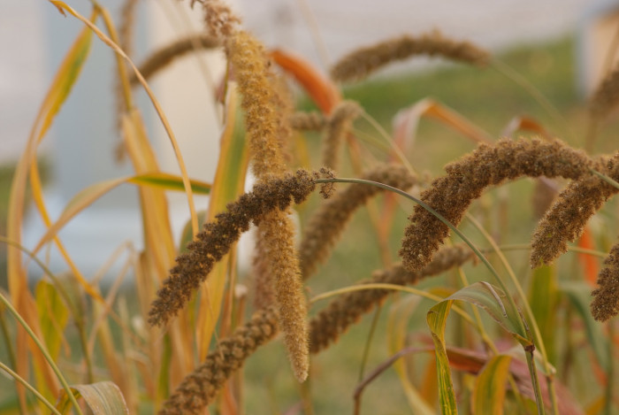 조 - Setaria italica (L.) P.Beauv.