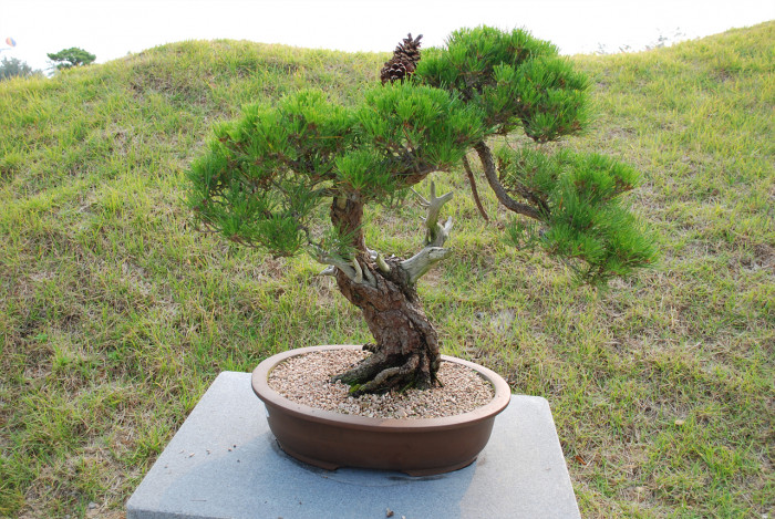 소나무 - Pine Tree, Pinus densiflora Siebold & Zucc.