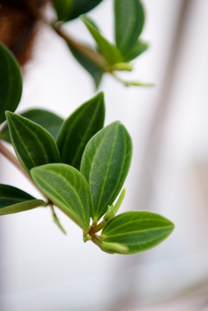 페페로미아 - Vining pepper, vining peperomia, Peperomia dahlstedtii.