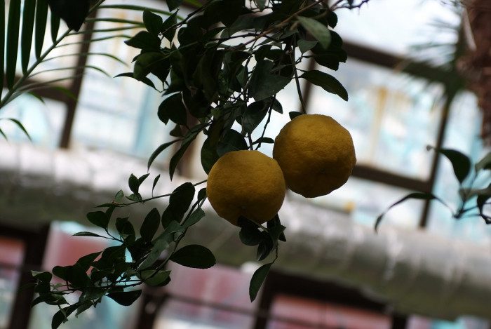 귤나무 -  , Citrus unshiu S.Marcov.