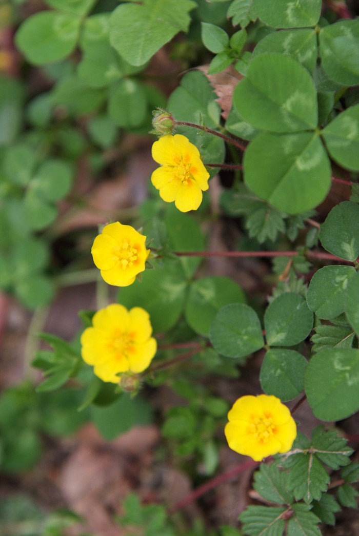 좀양지꽃 - Potentilla matsumurae Th.Wolf