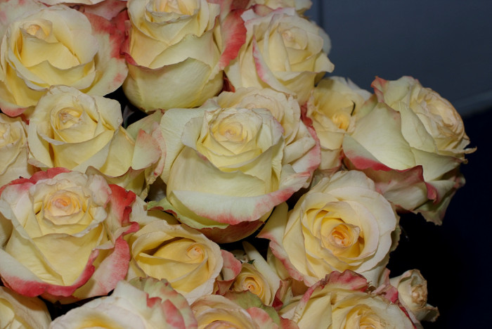 장미 - Rose, Rosa hybrida