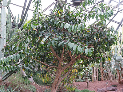 앵기린 사진 - Rhodocactus bleo (hbk) Knuth. Photos