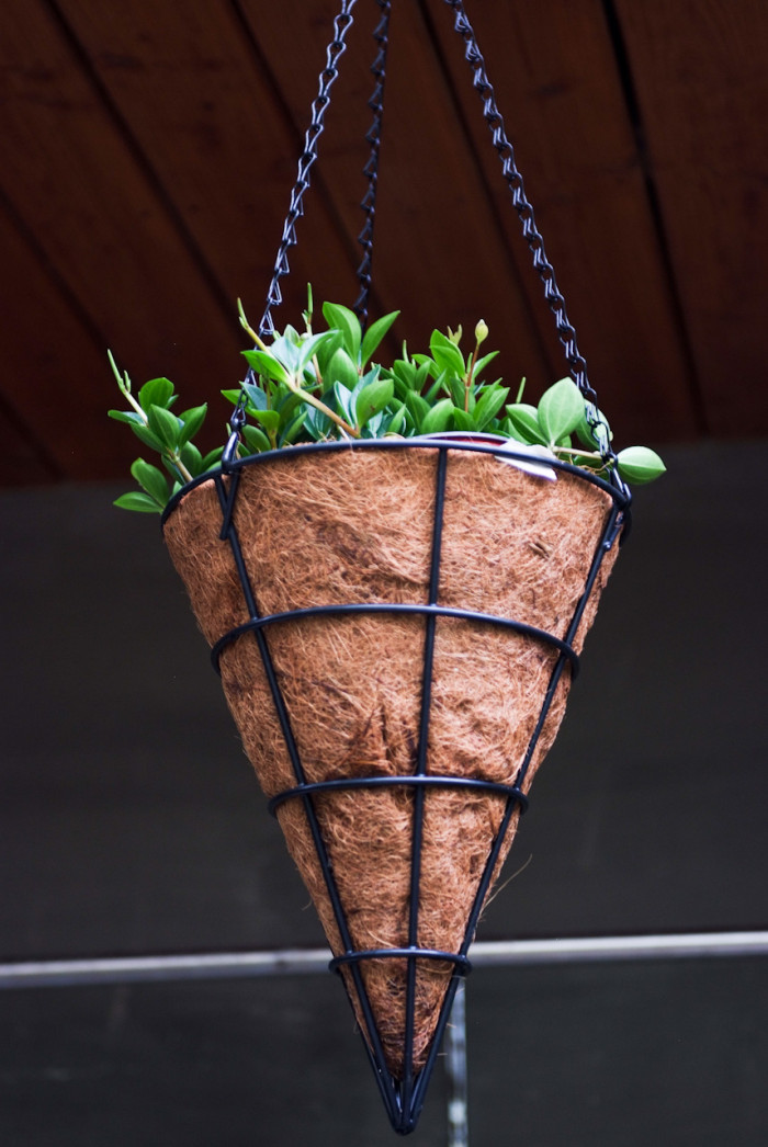 페페로미아 - Vining pepper, vining peperomia, Peperomia dahlstedtii.
