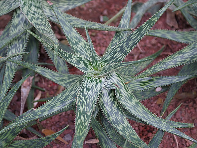 알로에 소말리엔시스 사진 - Aloe somaliensis Photos