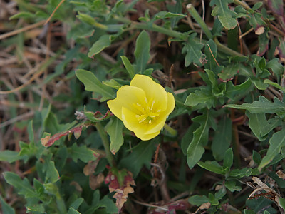 달맞이꽃 사진 - Oenothera odorata Photos