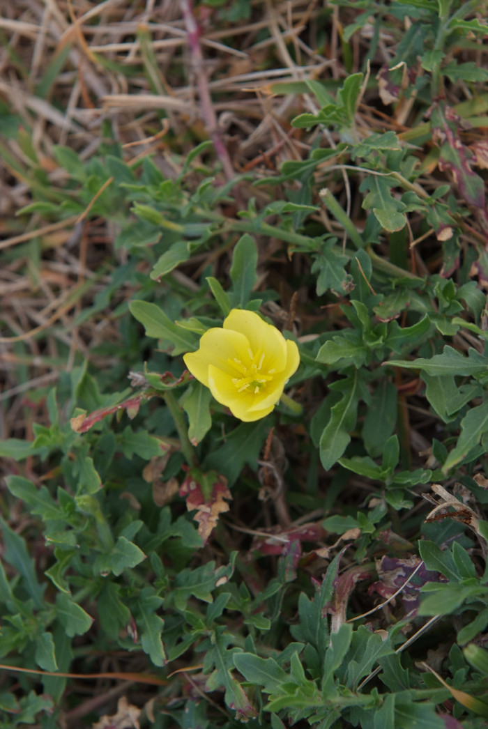 달맞이꽃 - 달맞이 꽃, Oenothera odorata