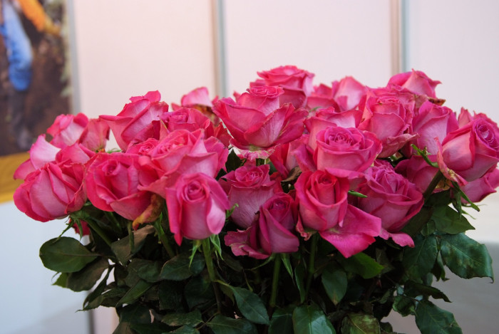 장미 - Rose, Rosa hybrida