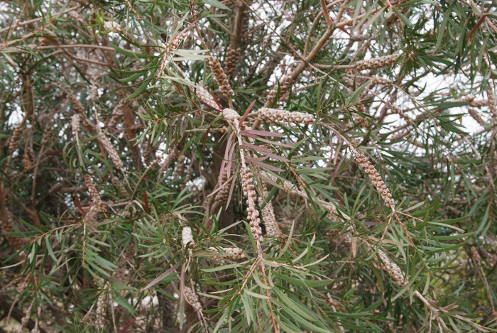 병솔나무 - Bottlebrush, Callistemon lanceolatus