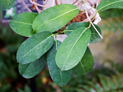 마다가스카르자스민 사진 - Stephanotis floribunda Photos