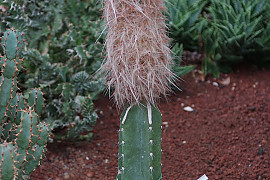 라이온금 - Oreocereus spp.