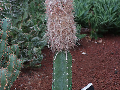 라이온금 사진 - Oreocereus spp. Photos