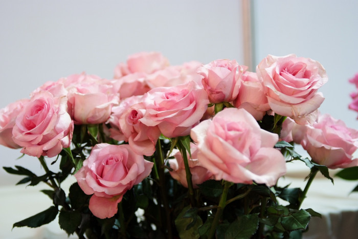장미 - Rose, Rosa hybrida