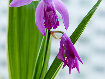 자란 사진 - Bletilla striata (Thunb. ex Murray) Rchb.f. Photos