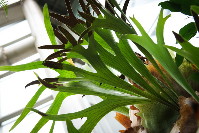 박쥐난 - staghorn fern, Platycerium bifurcatum