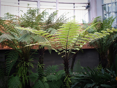 해고 사진 - Cyathea spinulosa Wall ex HOOK Photos
